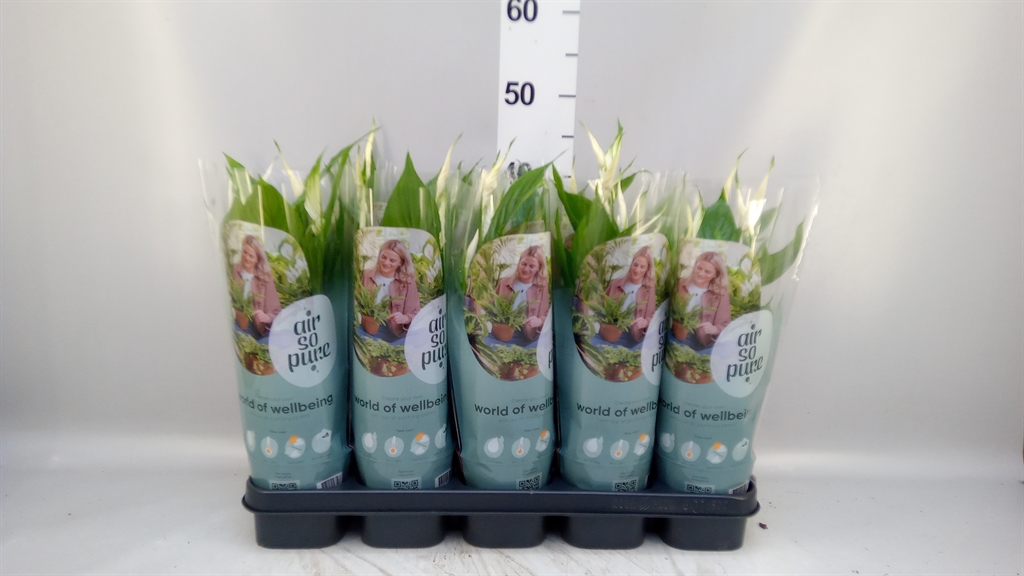 Spath Torelli 12Ø 40cm