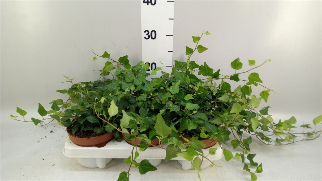 Hedera Helix Lady Kay 13Ø 30cm