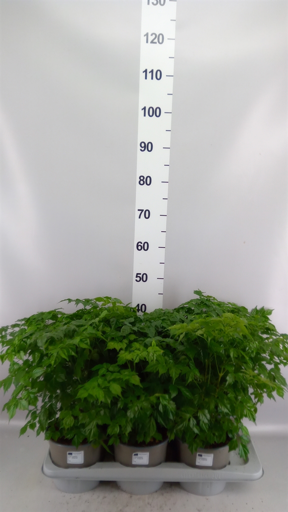Radermachera Overig 17Ø 50cm