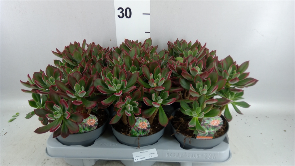 Echeveria Devotion 13Ø 15cm