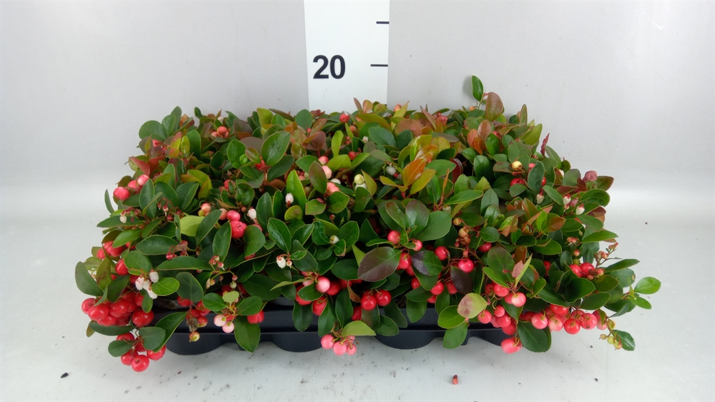 Gaultheria Procumbens 9Ø 15cm