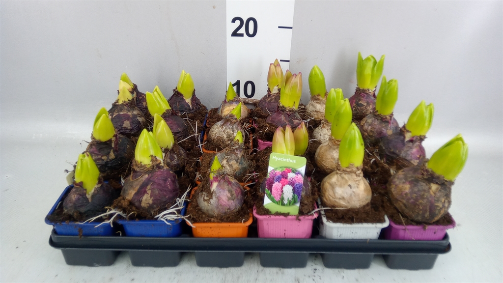Hyacinthus Mix 7Ø 13cm 1pp