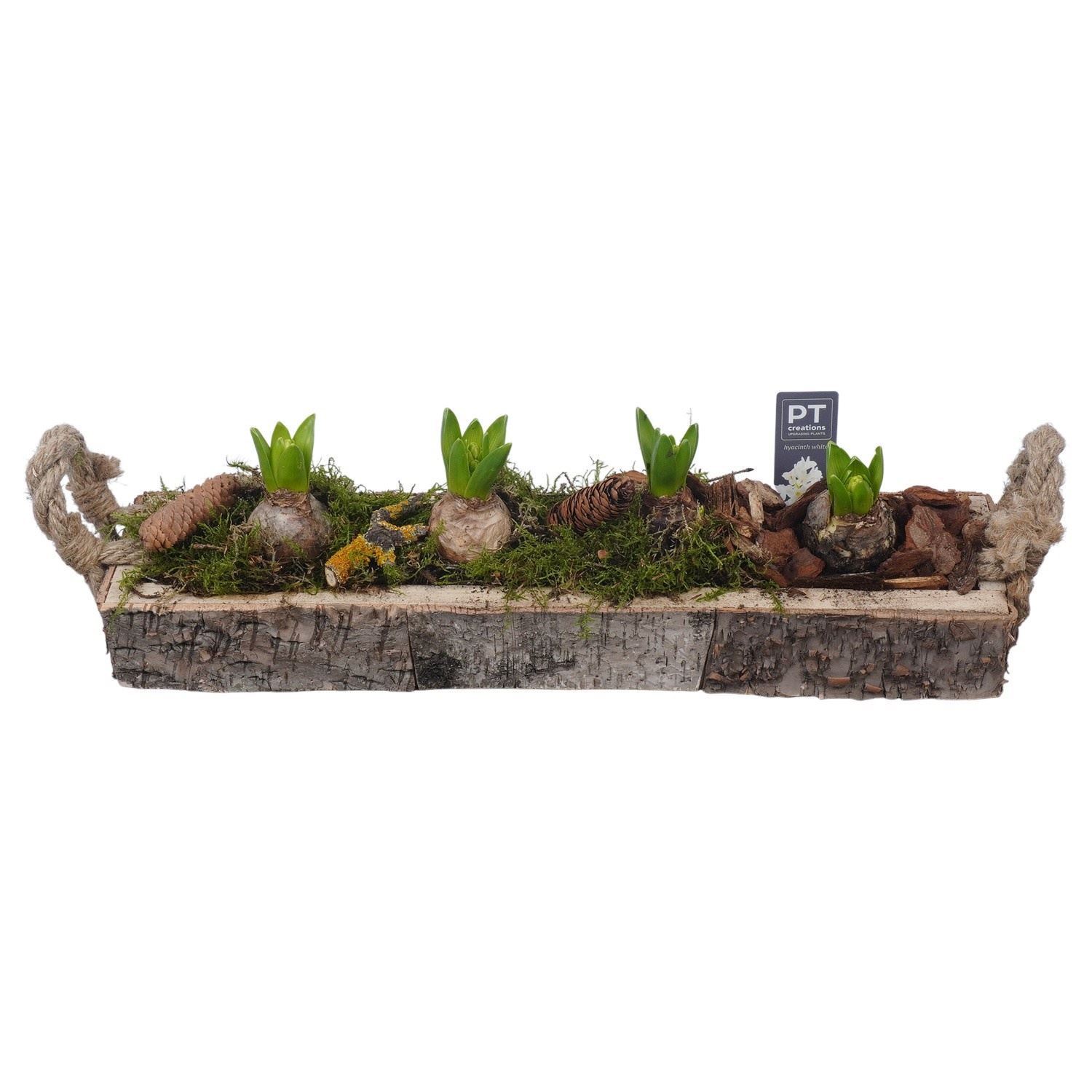 Arrangement Hyacinth 52Ø