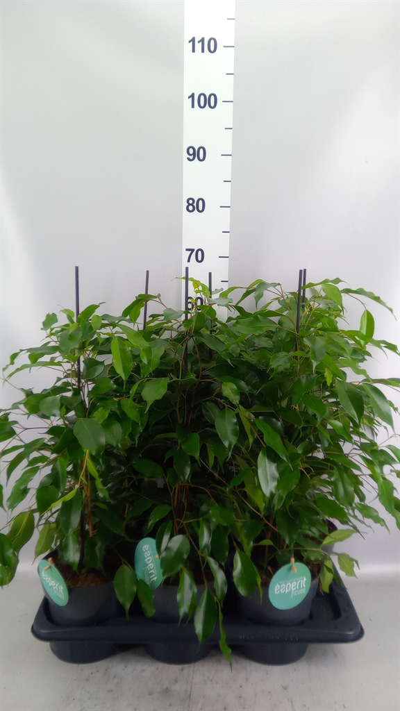 Fic Be Danita 17Ø 70cm