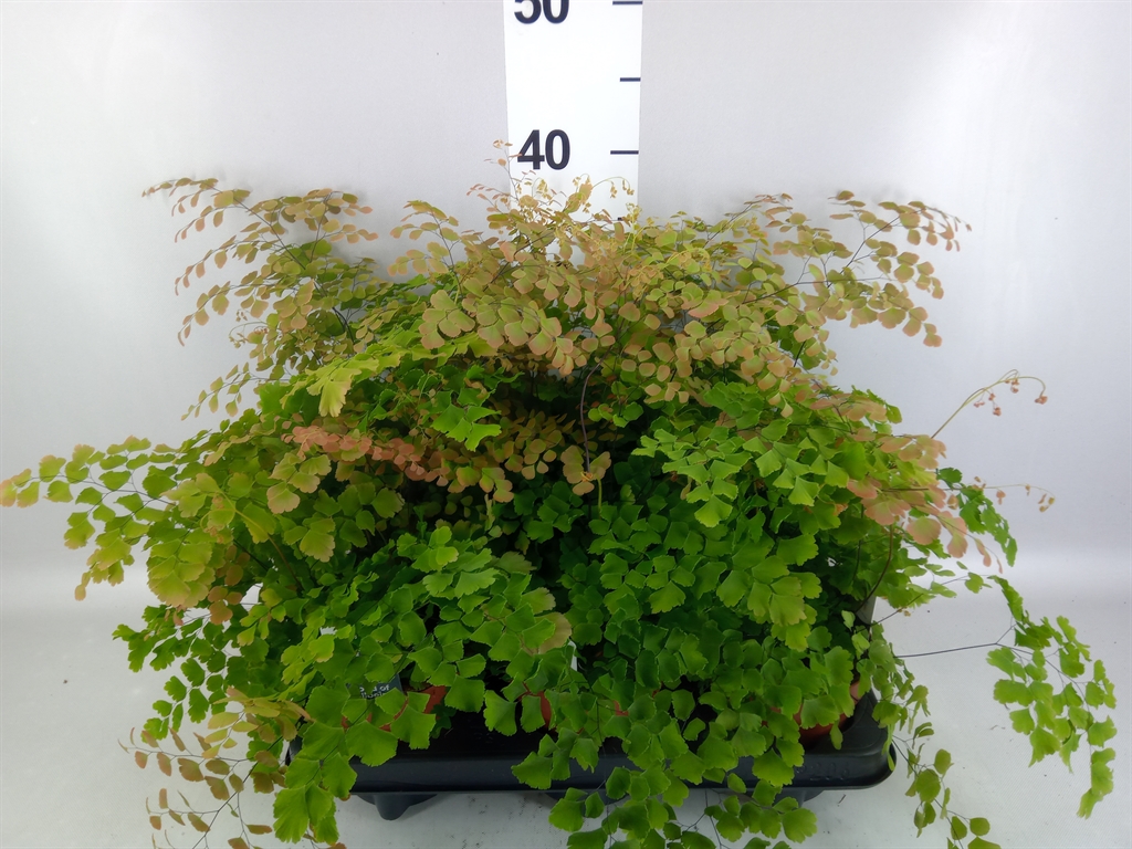 Adiantum Tenerum Scutum Roseum 12Ø 35cm