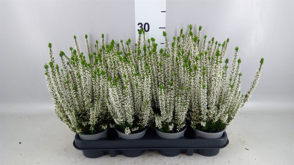 Calluna Beauty Ladies Verenka 9Ø 20cm