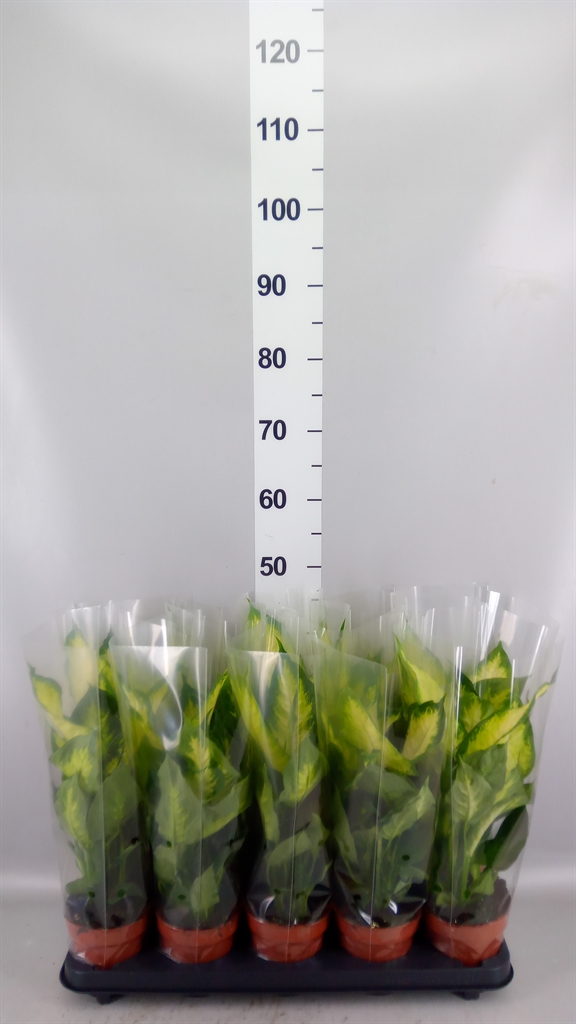 Dieffenbachia Camilla 12Ø 40cm