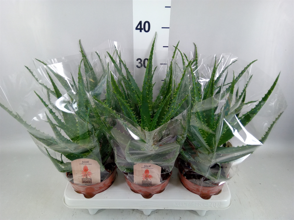 Aloe Arborescens 12Ø 25cm