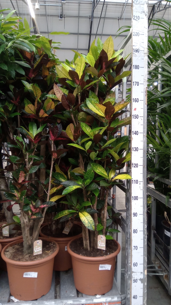 Codiaeum Small Leaf Mrs Iceton 40Ø 170cm
