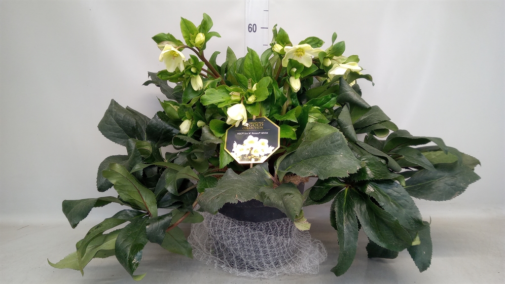 Helleborus Hgc Ice N' Roses White 29Ø 50cm