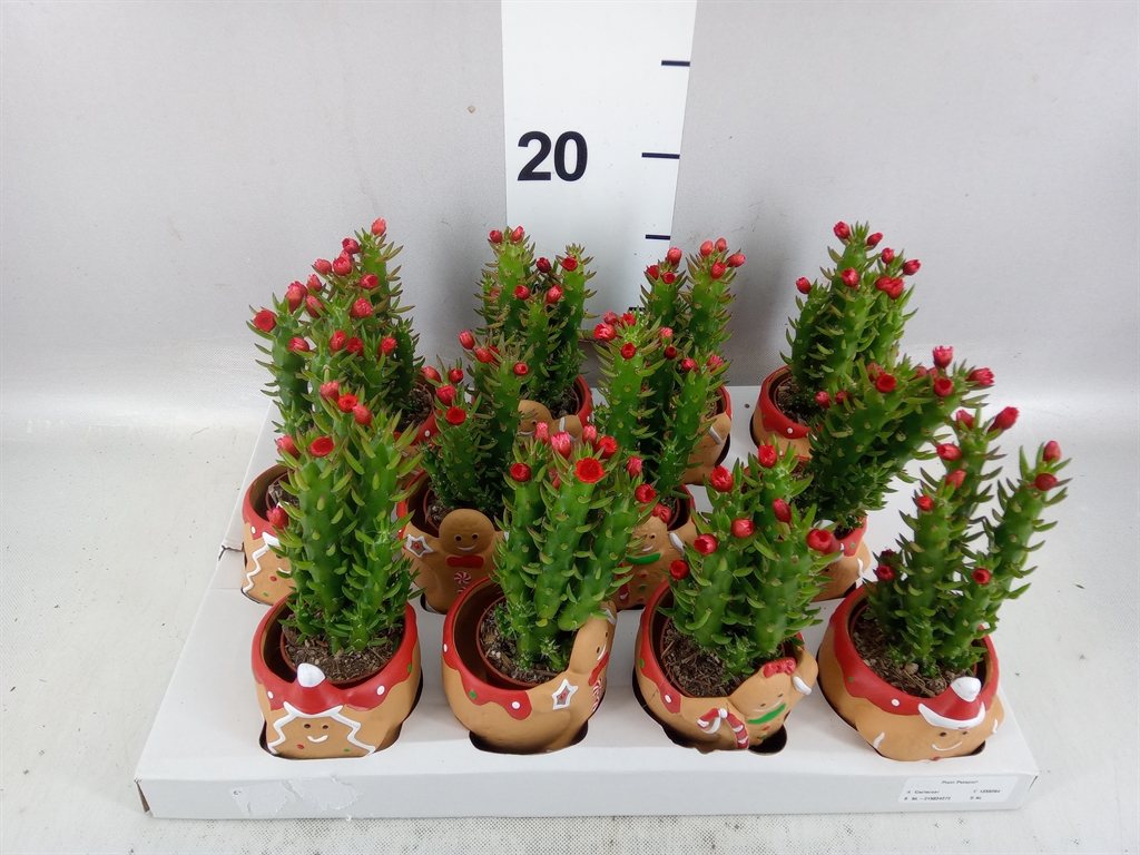 Cactus Mix 5Ø 15cm