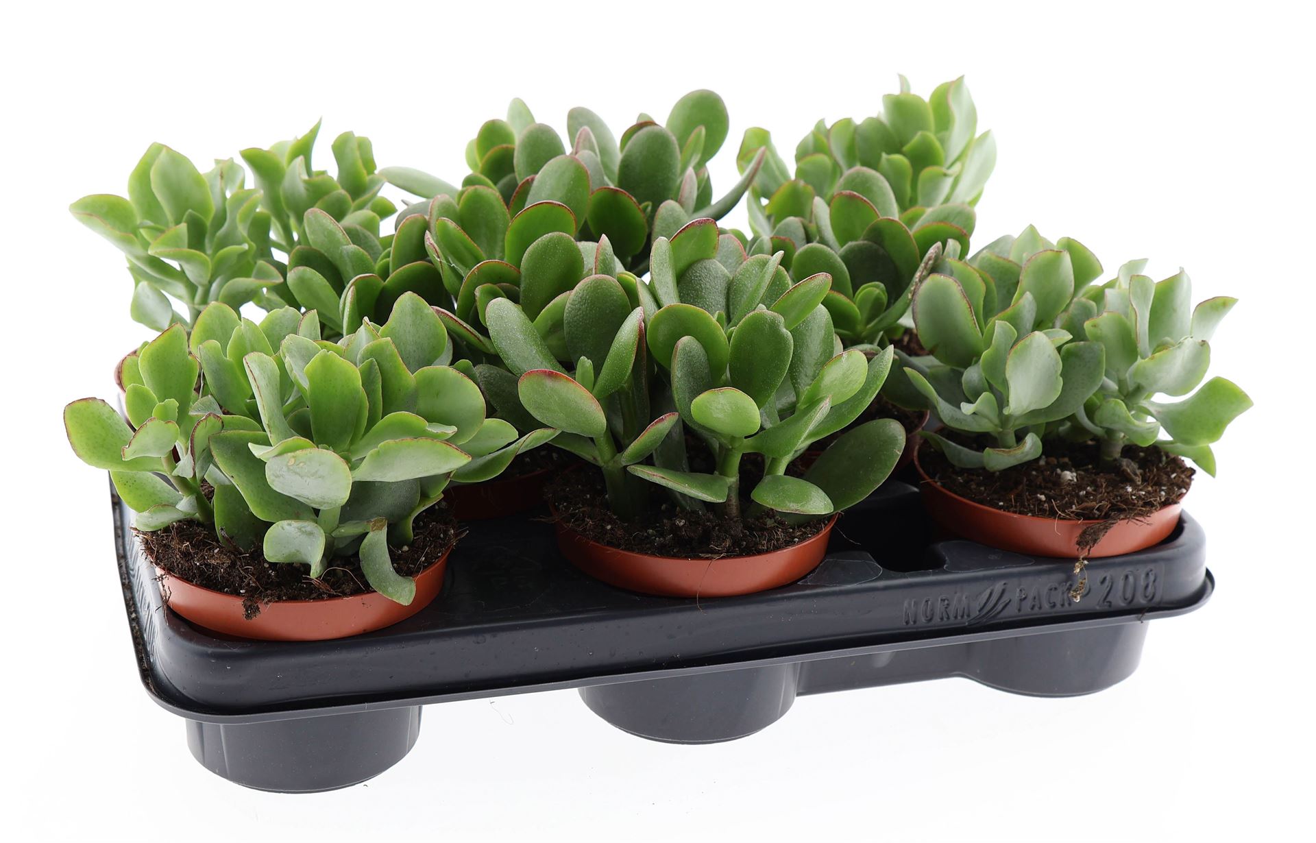 Crassula Mixed 10Ø 15cm