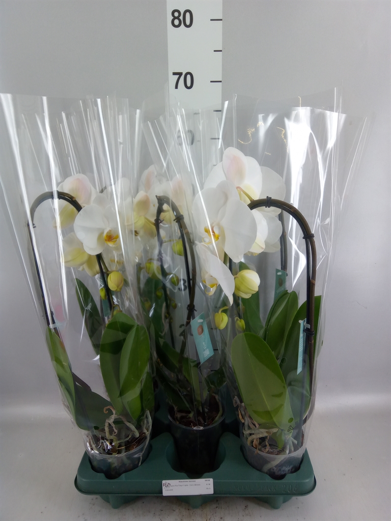 Phalaenopsis Tokyo 12Ø 60cm 1st