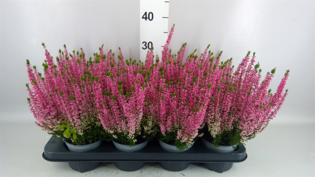 Calluna Beauty Ladies Mia 12Ø 25cm