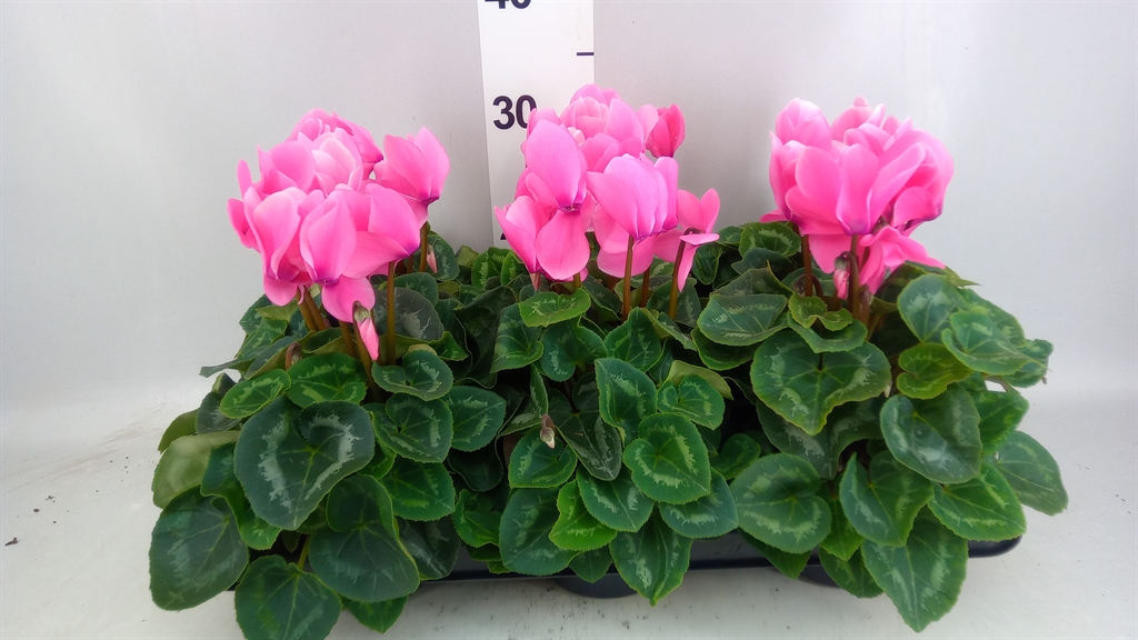 Cyclamen Super Serie Leopardo 13Ø 30cm