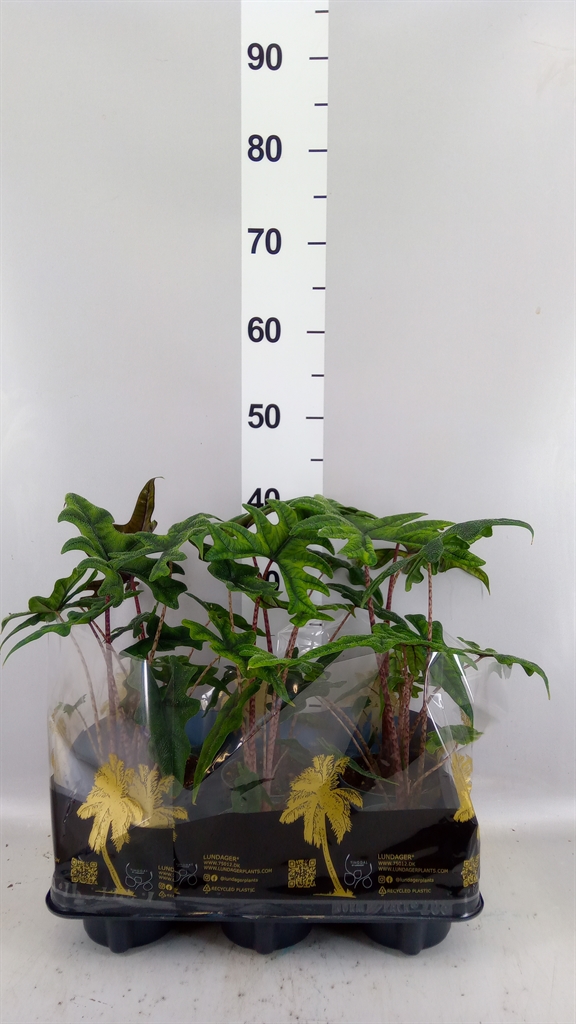 Alocasia Zebrina 12Ø 40cm