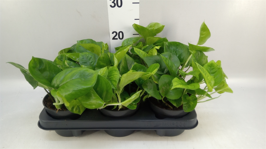 Epipremnum Global Green 12Ø 20cm