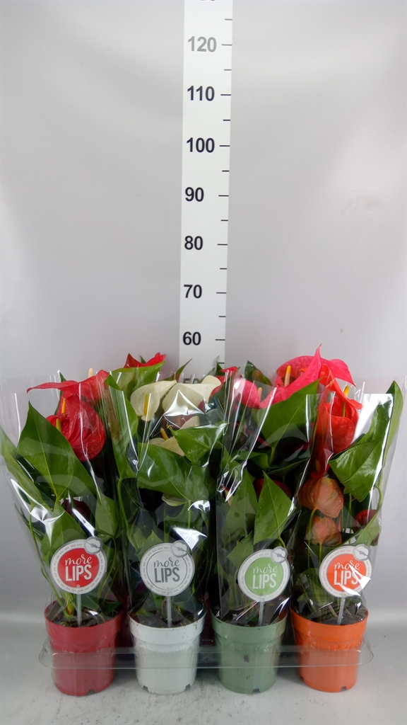 Anthurium Mix 14Ø 50cm