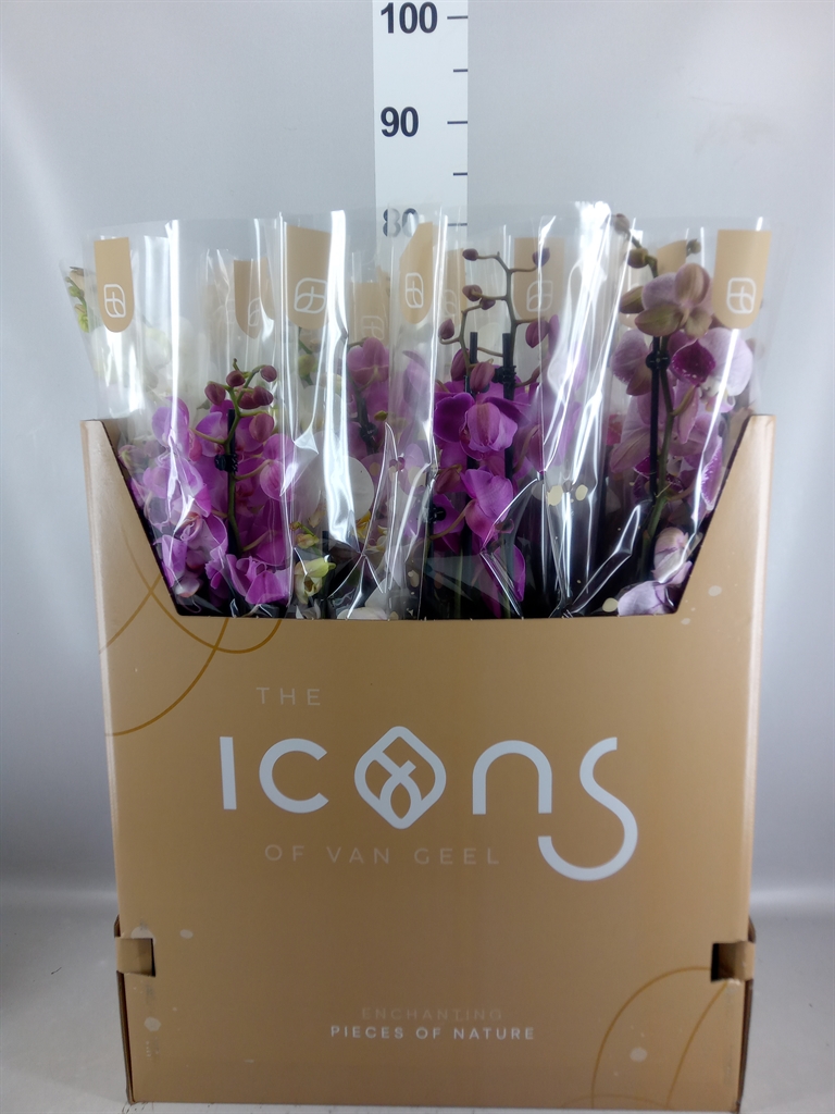Phalaenopsis Mix 7 Colours 12Ø 65cm 3st