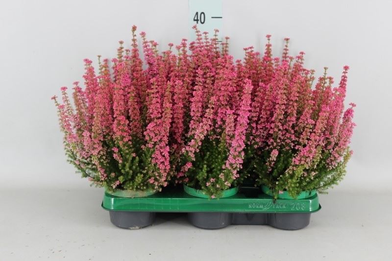 Erica Beauty Queen Margarethe 11Ø 35cm