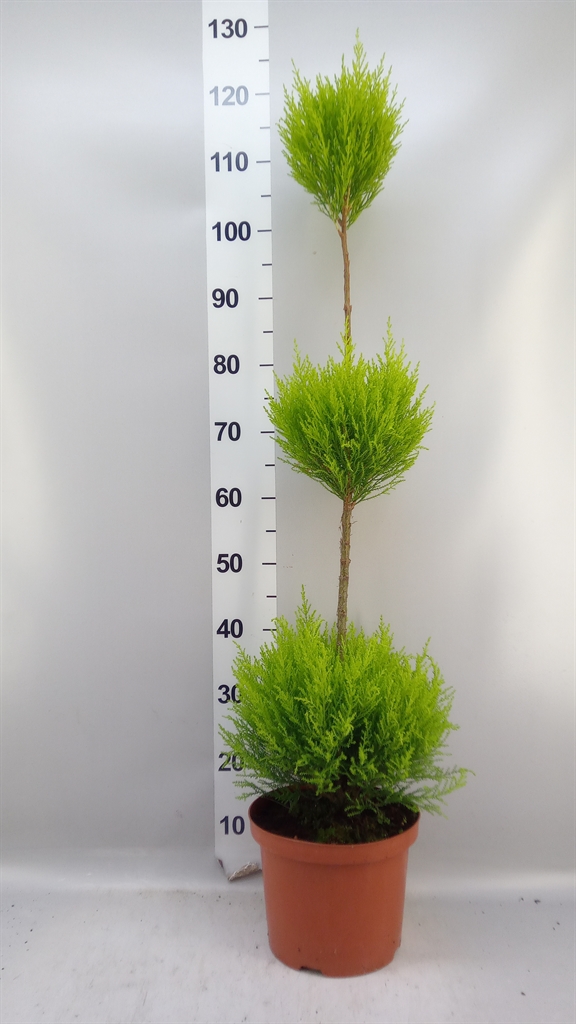 Cupressus Goldcrest Shapes 23Ø 115cm