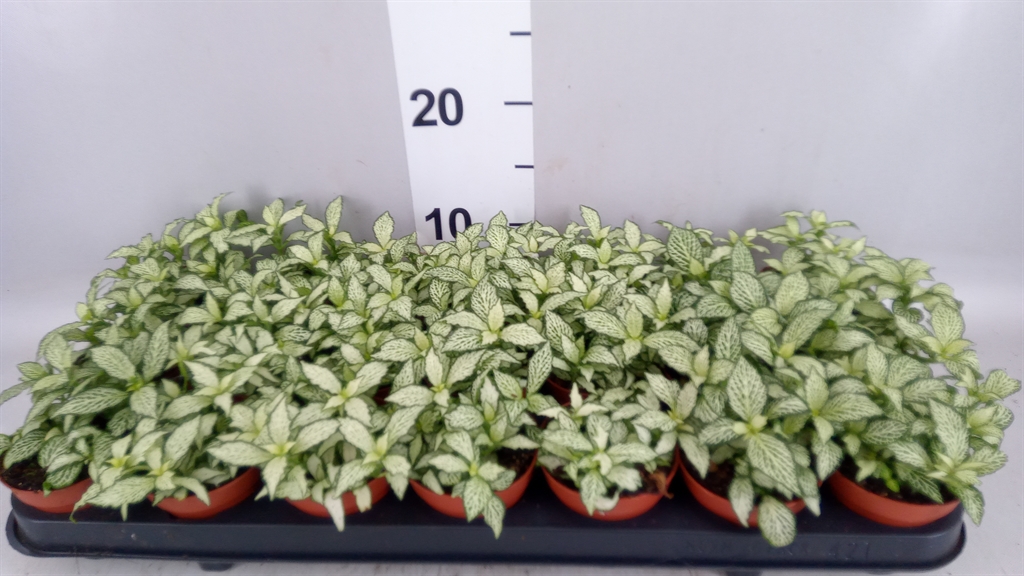 Fittonia Mosaic White Forest Flame 8Ø 10cm