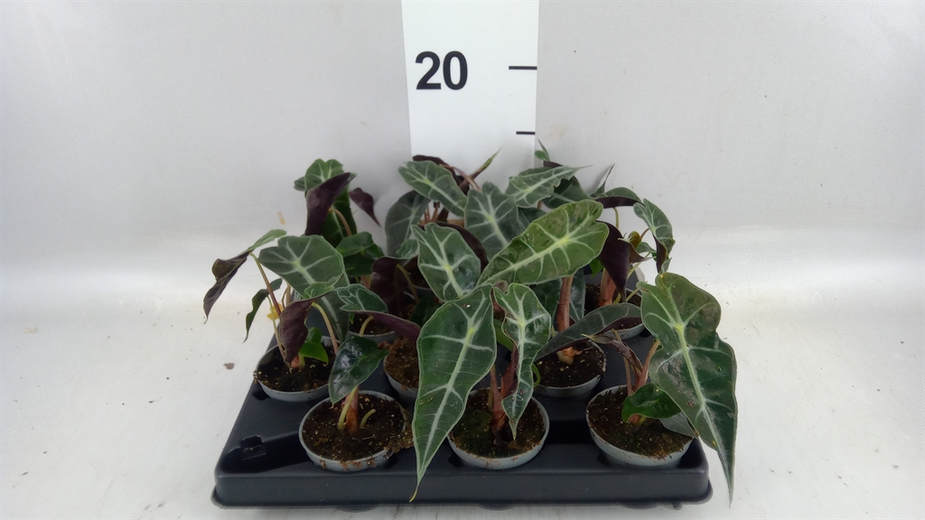 Alocasia Longiloba Silver 6Ø 25cm