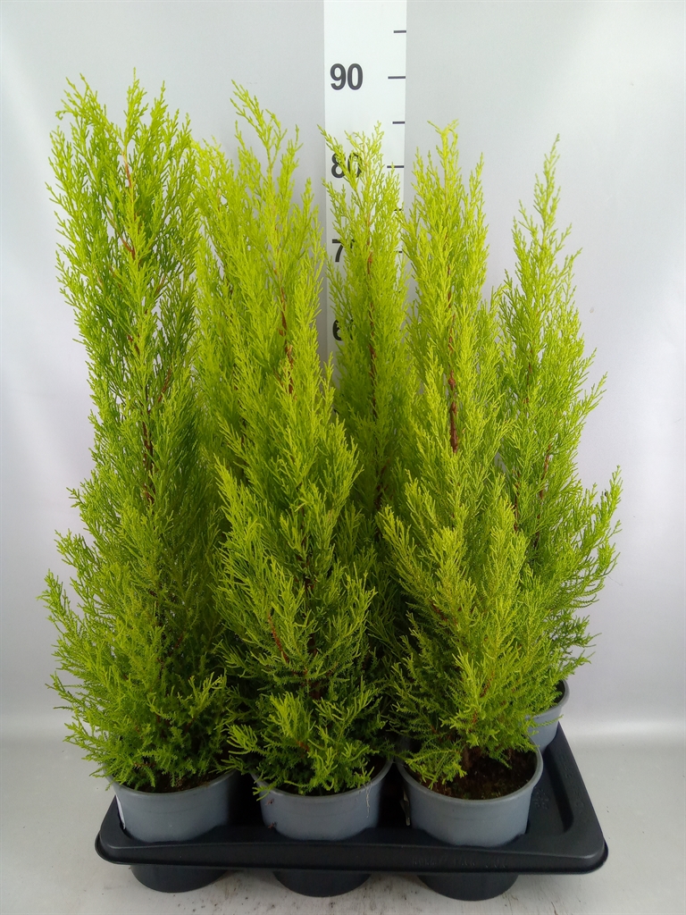 Cupressus Goldcrest Wilma 17Ø 75cm