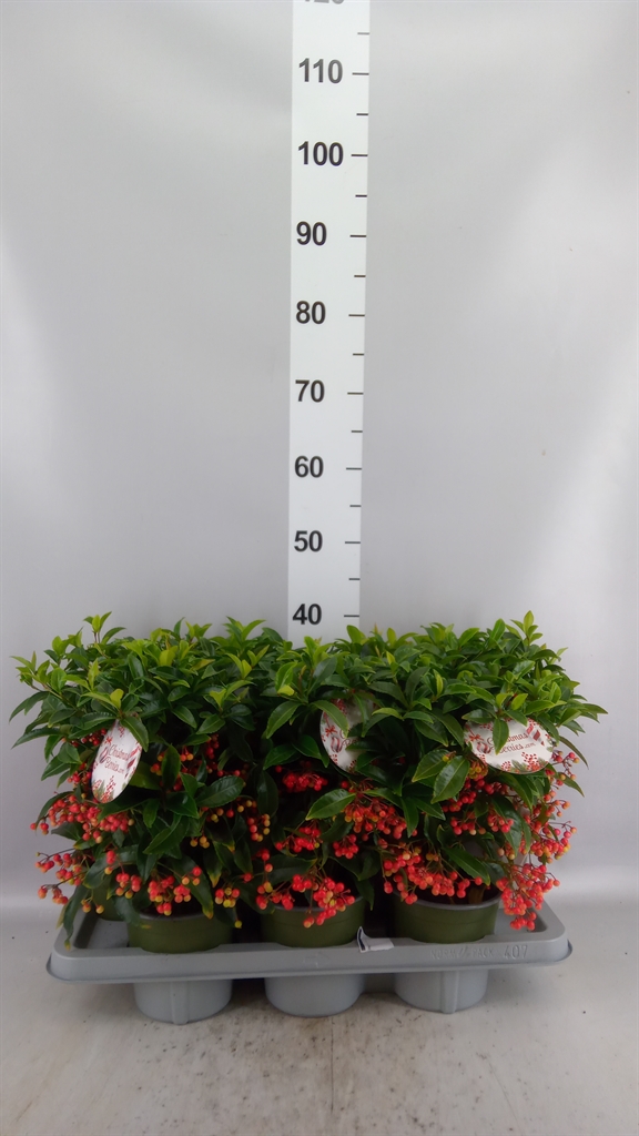 Ardis Cr Bos Pr 14Ø 40cm