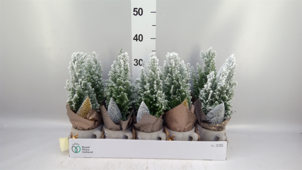 Chamaecyparis Ellwoodii 13Ø 30cm