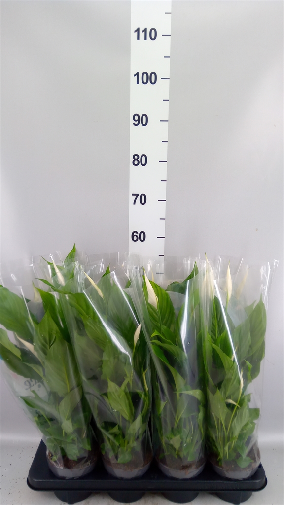 Spath Strauss 13Ø 50cm