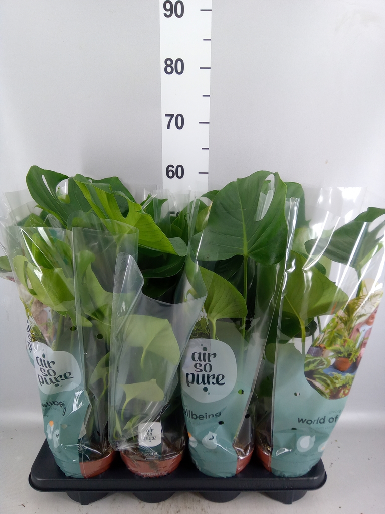 Monstera Deliciosa 14Ø 45cm