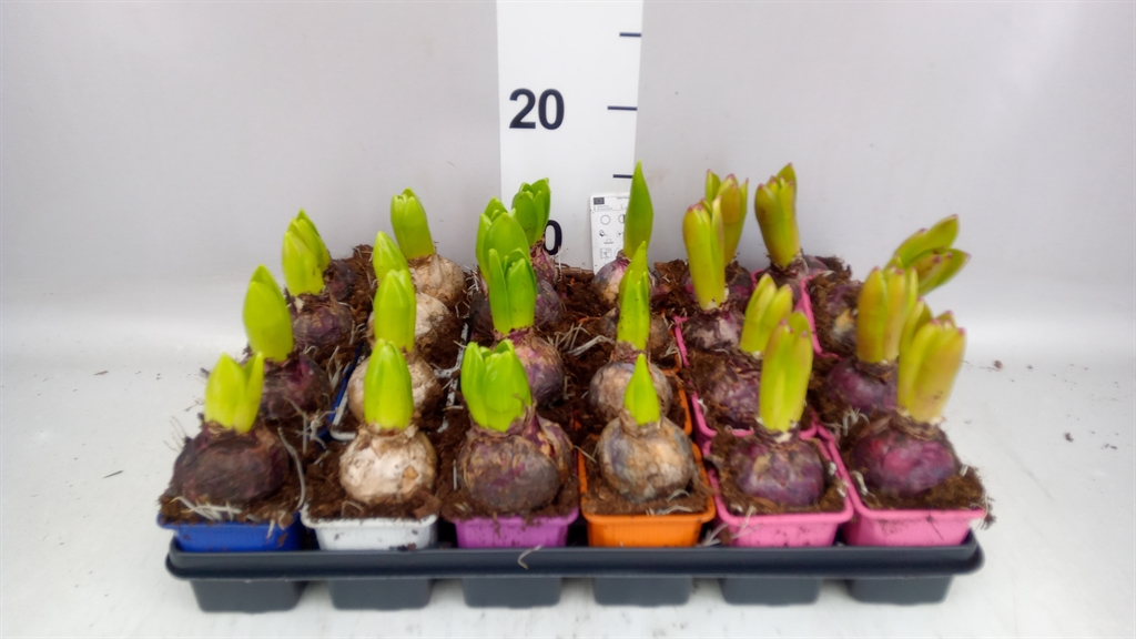 Hyacinthus Mix 7Ø 13cm 1pp