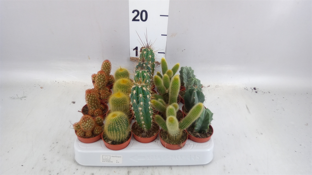 Cactus Mix 5Ø 10cm