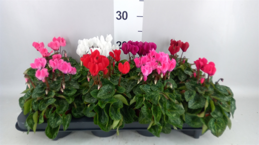 Cyclamen Super Serie Carino 10Ø 25cm