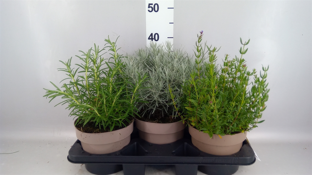 Garden Herbs Mix 19Ø 30cm
