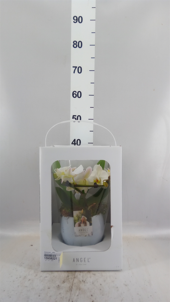 Phalaenopsis White 2 Stem 12Ø 25cm