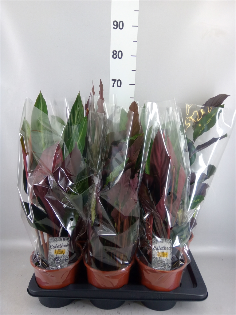Calathea Mix 17Ø 60cm