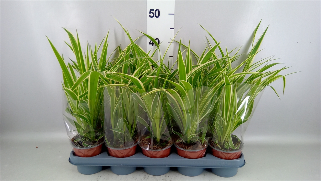 Chlorophytum Comosum 12Ø 35cm