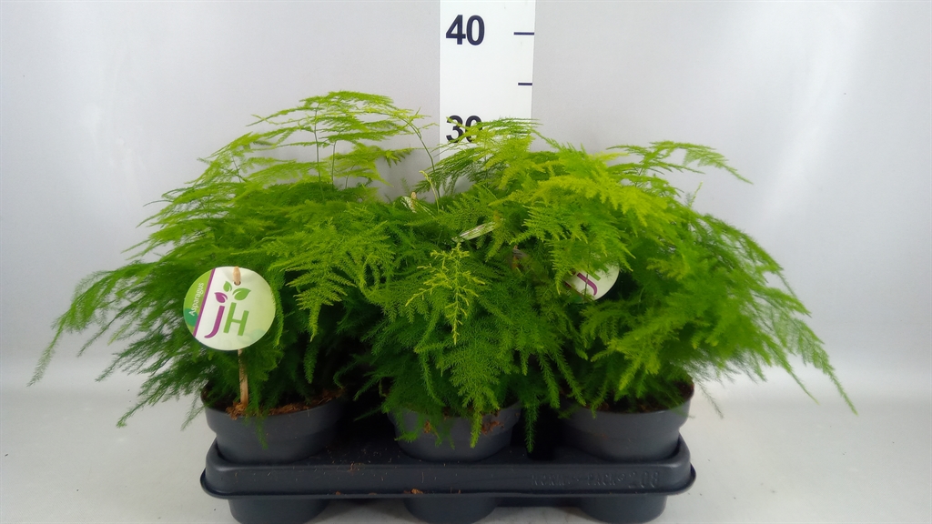 Asparagus Setaceus 12Ø 30cm