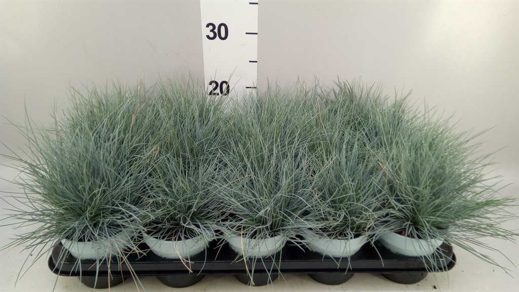 Festuca Compacta Blue 10Ø 25cm