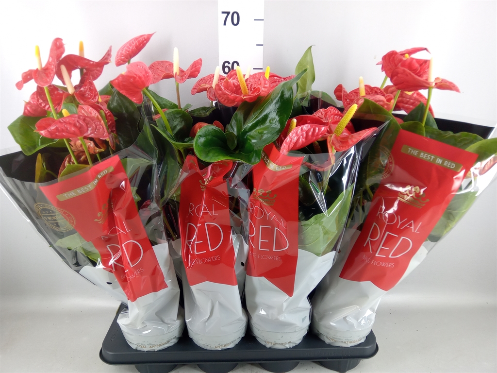 Anthurium Madural 14Ø 50cm