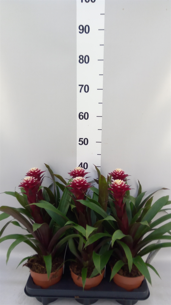 Guzmania Francesca 12Ø 45cm