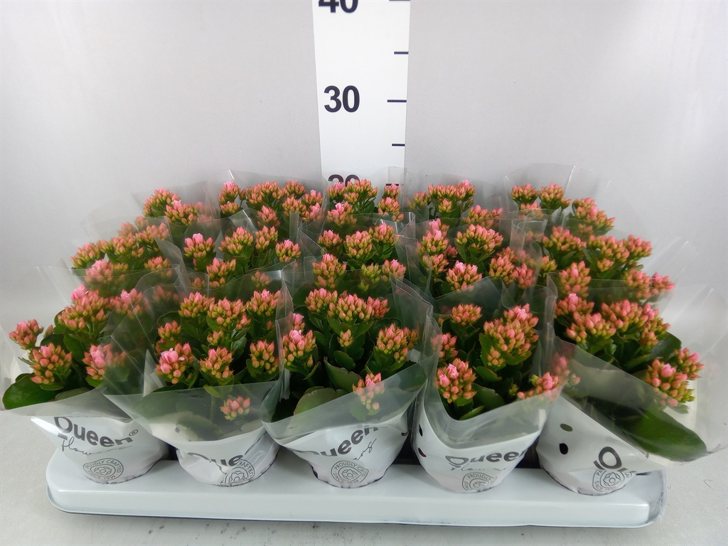 Kalanchoe Double Rose Flowers Esme 9Ø 20cm