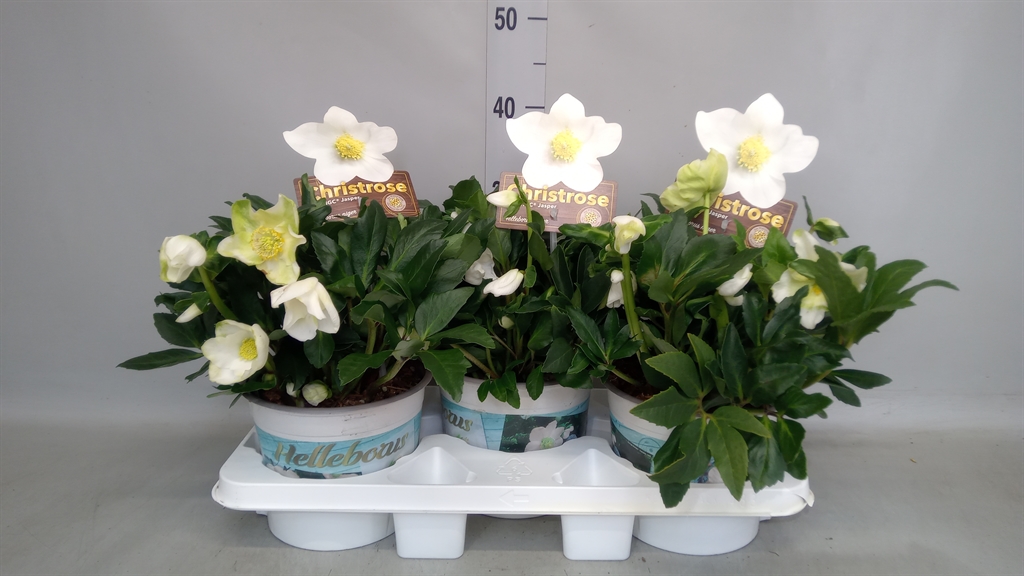 Helleborus Hgc Jasper 19Ø 30cm