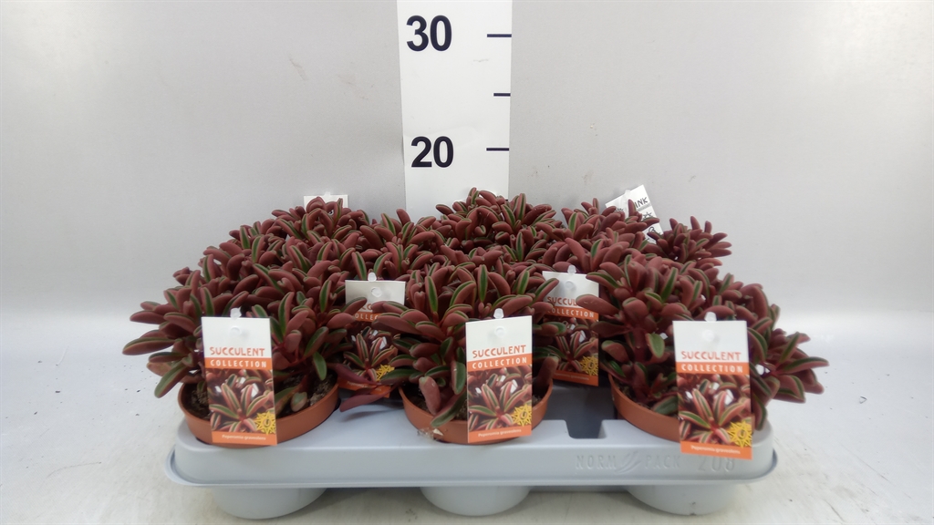 Peperomia Graveolens 10Ø 17cm