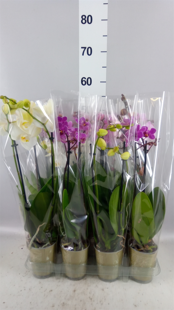 Phalaenopsis Mix 9Ø 32cm 2st