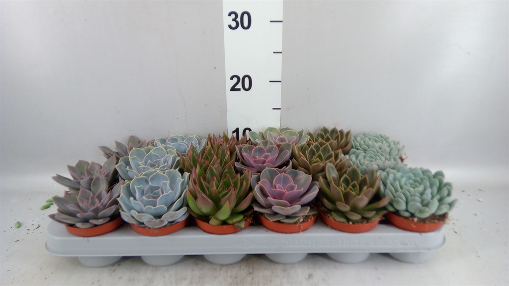 Echeveria Mixed 508Ø