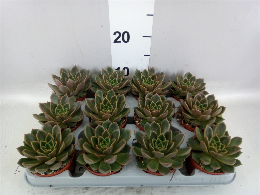Echeveveria (NEW) 508Ø