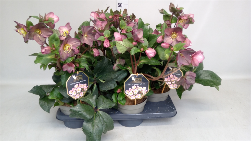 Helleborus Hgc Ice N' Roses Rose 17Ø 35cm